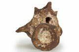 Triassic Fossil Synapsid (Dimetrodon) Vertebra - Texas #315765-2